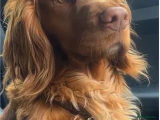 Cockapoo dogs Outstanding f1 cockapoo puppies - Advert 1