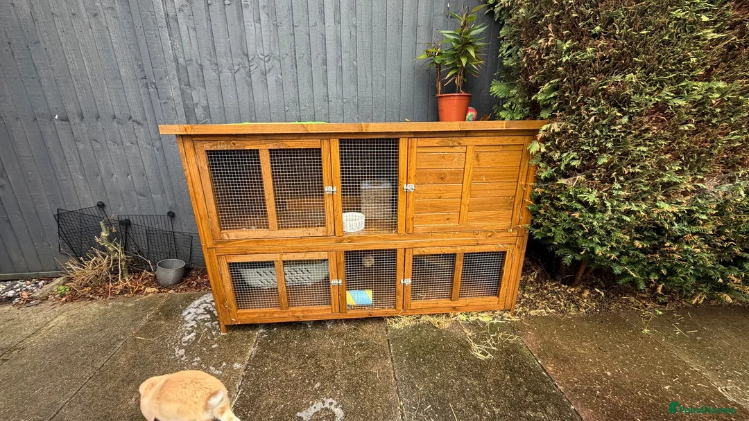Mini Lop rabbits for sale: 2 mini lops 15 weeks male and female  in Loughborough - Advert 2