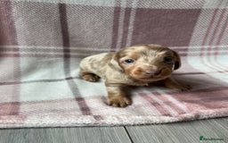 Miniature Dachshund dogs for sale: Miniature dachshunds  - Image 9