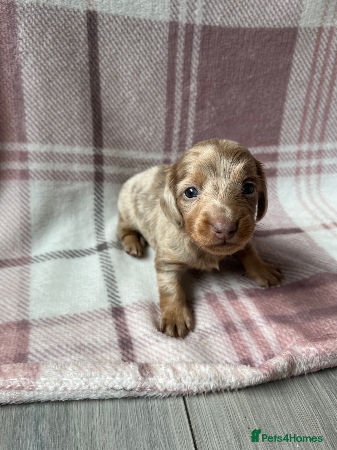 Miniature Dachshund dogs for sale: Miniature dachshunds  - Image 9
