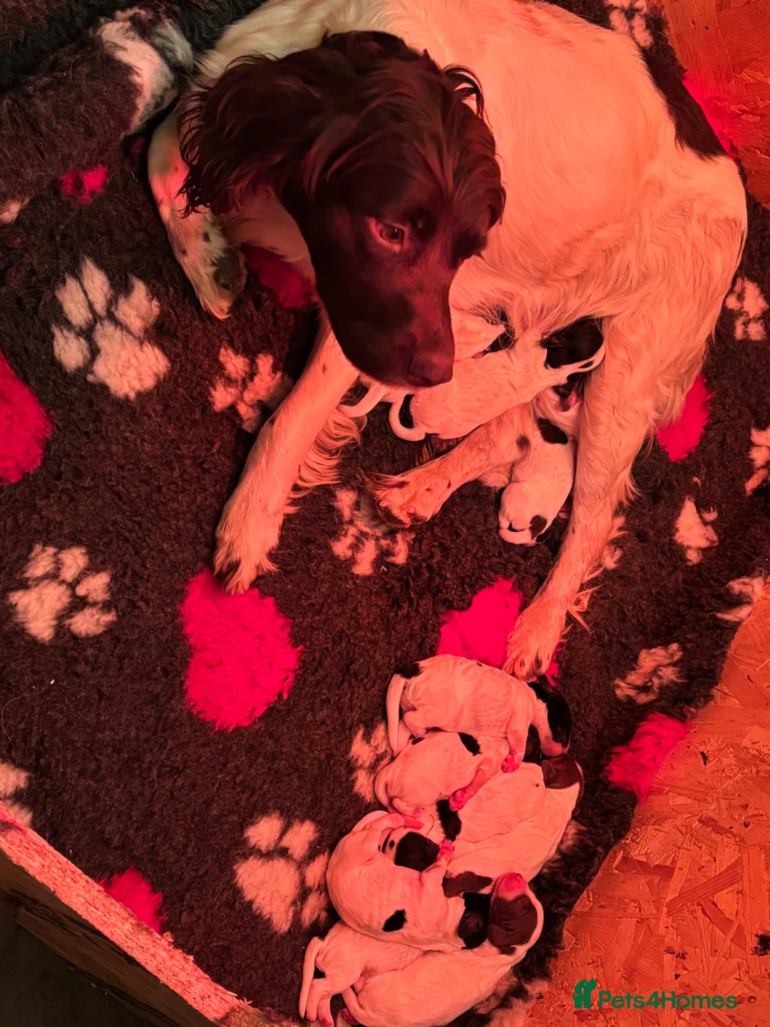English Springer Spaniel dogs for sale: **Springer Spaniel puppies** 4 remaining - Advert 12