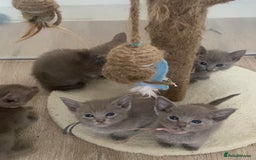 Mixed Breed cats for sale: Oriental X Siamese kittens  - Image 21