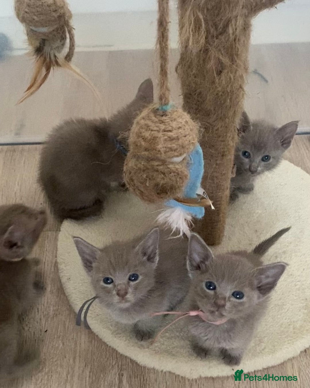 Mixed Breed cats for sale: Oriental X Siamese kittens  - Image 21
