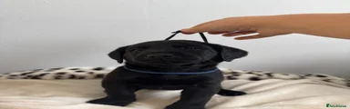 Kelwyn Shadowed rook 