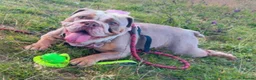 English Bulldog dogs for sale: English bulldog aged 5 for sale in Llanelli - Advert 4