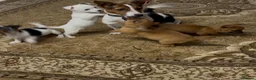 Jack Russell dogs for sale: Jack russel pups  in Darwen - Advert 4