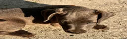 Patterjack dogs for sale: Patterjack pups with amazing & rare colours!  in Etchingham - Advert 14