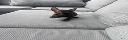 Cornish Rex cats for sale: Beautiful Cornish Rex’s ready for their new homes - Advert 17