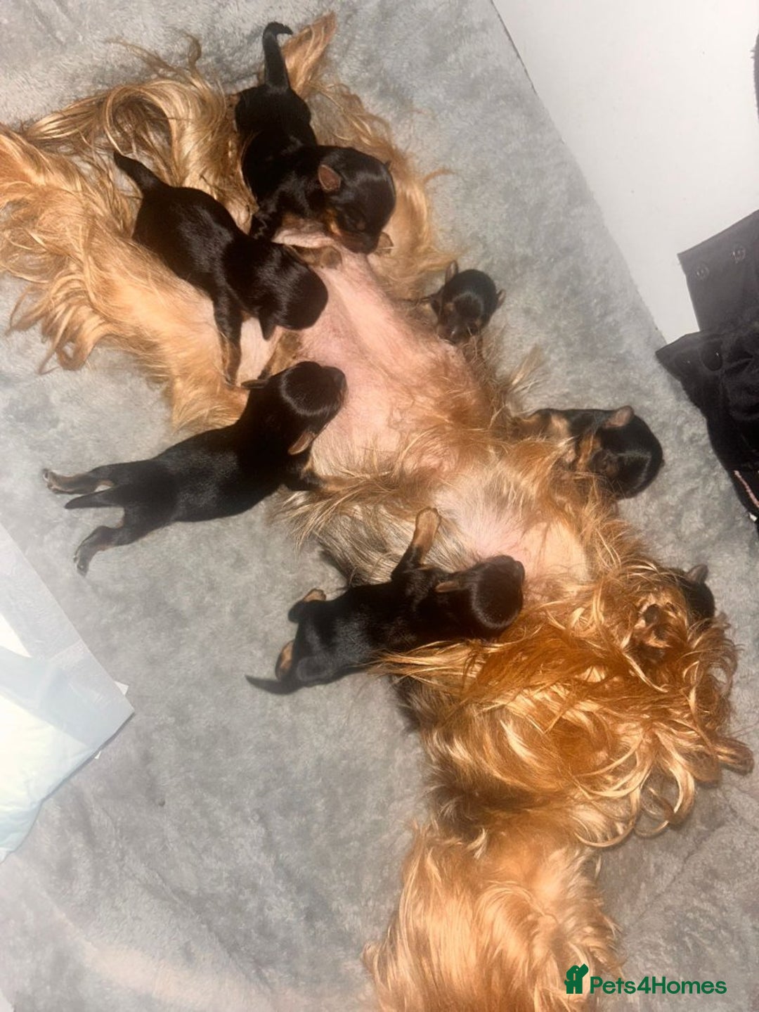 Yorkshire Terrier dogs for sale: Beautiful small Yorkshire Terriers - Image 4