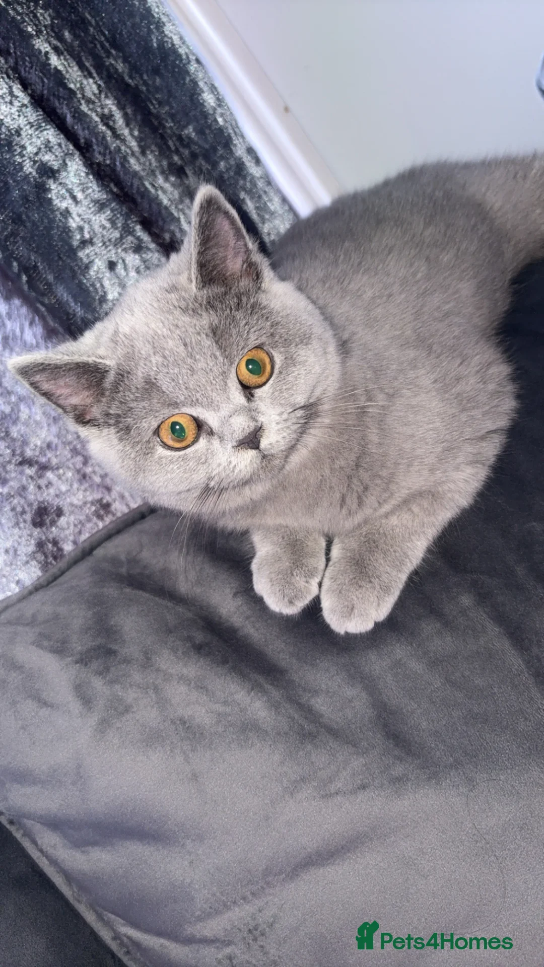 British Shorthair cats for sale: Female kitten  in Birmingham - Advert 1