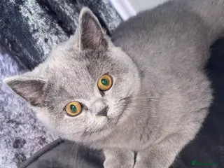 British Shorthair cats Female kitten - Advert 16