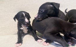 Whippet dogs for sale: KC Registered Whippet Puppies - Image 7