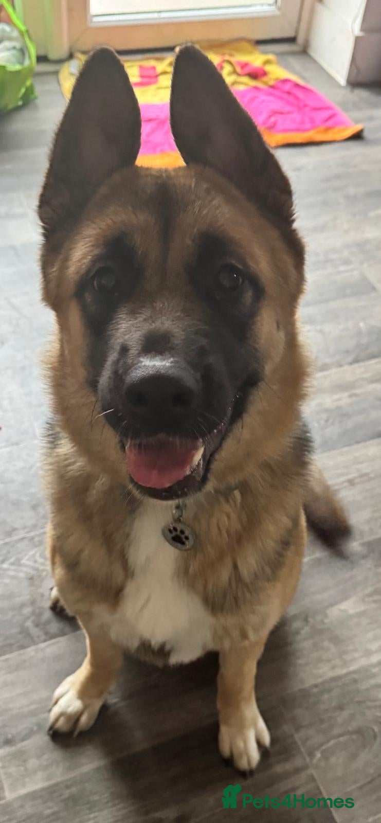 Mixed Breed dogs 1 year old female shepkita - Advert 1