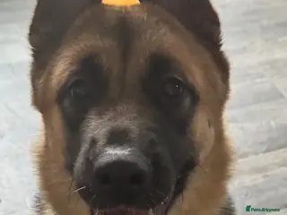 Mixed Breed dogs 1 year old female shepkita - Advert 1