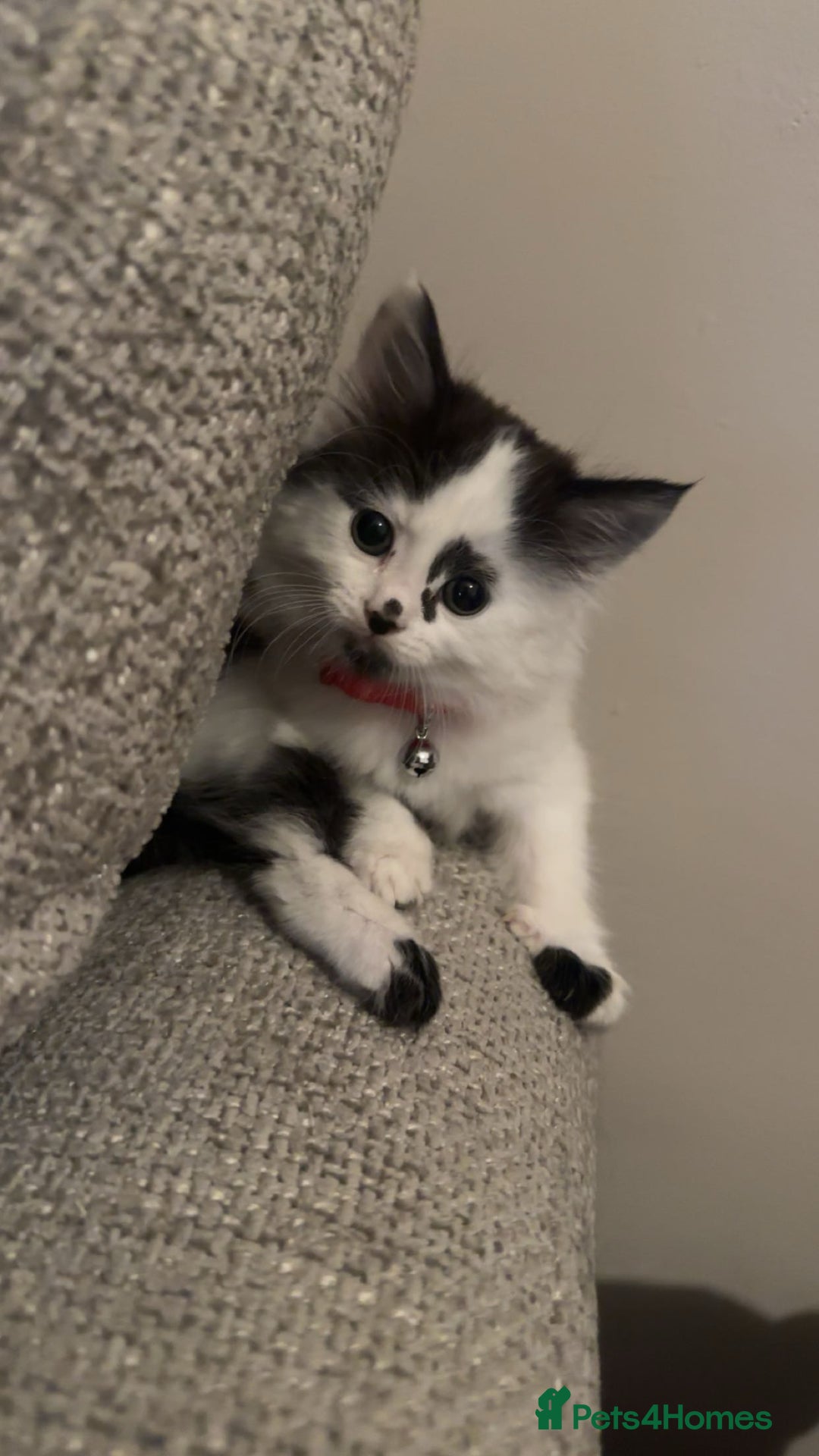 Mixed Breed cats for sale: Long hair male kitten  - Image 7