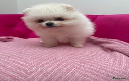 Pomeranian dogs for sale: READY 2nd August KC White Teddy Bear Poms - Image 29