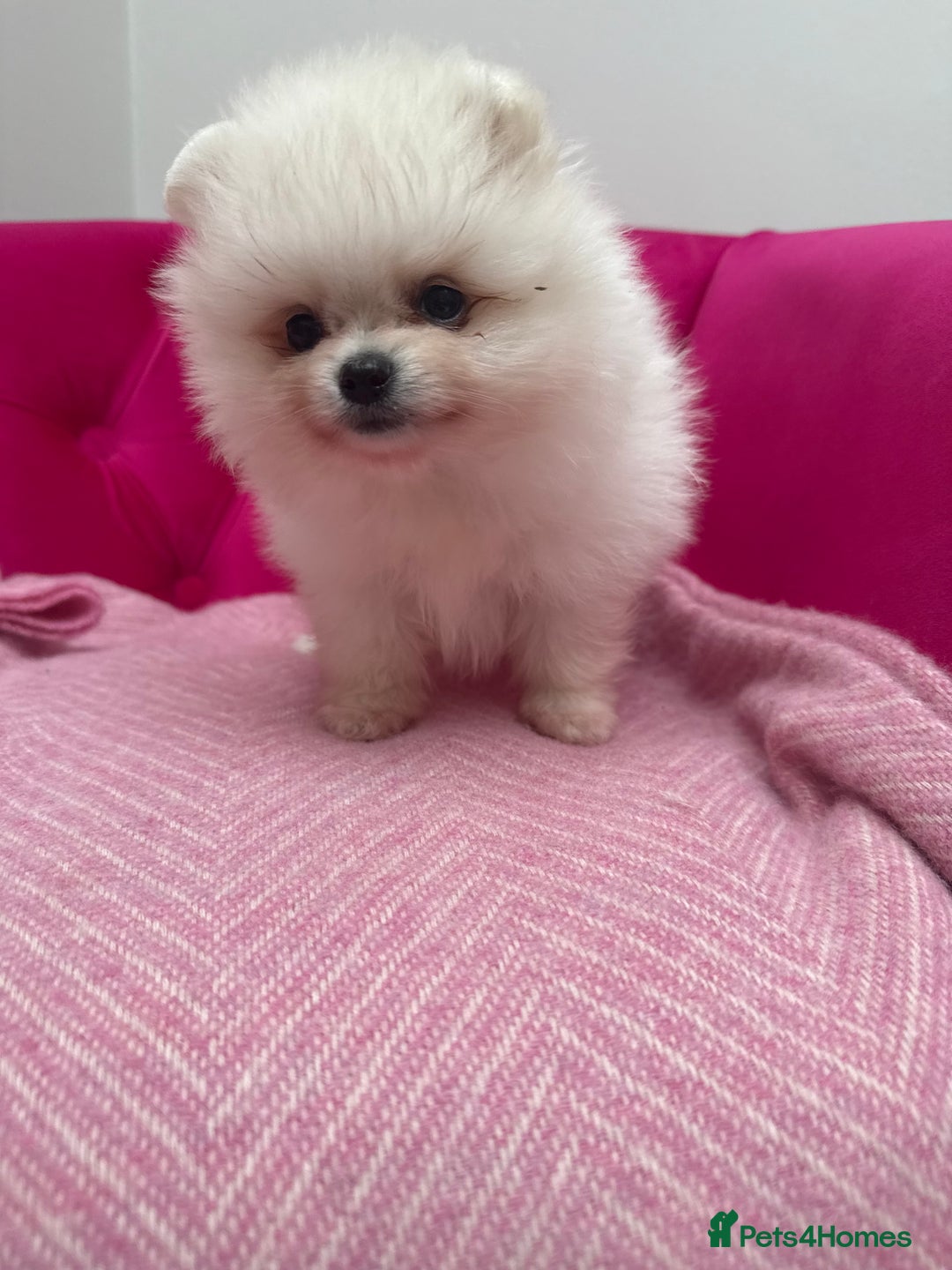 Pomeranian dogs for sale: READY 2nd August KC White Teddy Bear Poms - Image 29