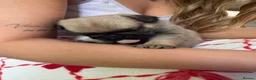 Pug dogs for sale: Stunning pug puppies for sale  - Advert 3