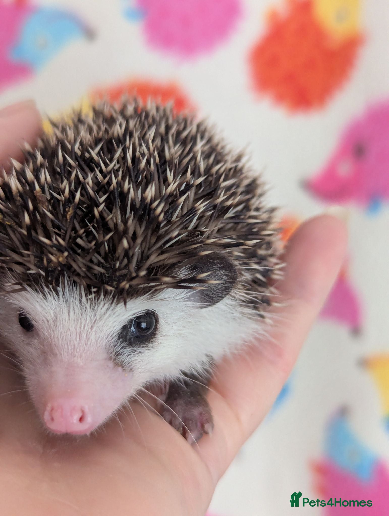 Pygmy Hedgehog rodents Stunning Hoglets Ready Now and to Reserve  - Advert 1
