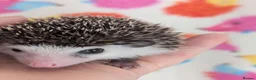 Pygmy Hedgehog rodents for sale: Gorgeous Reduced Hoglets available NOW!!!! - Advert 15