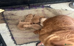Labrador Retriever dogs for sale: Labrador puppies ready now  - Image 6