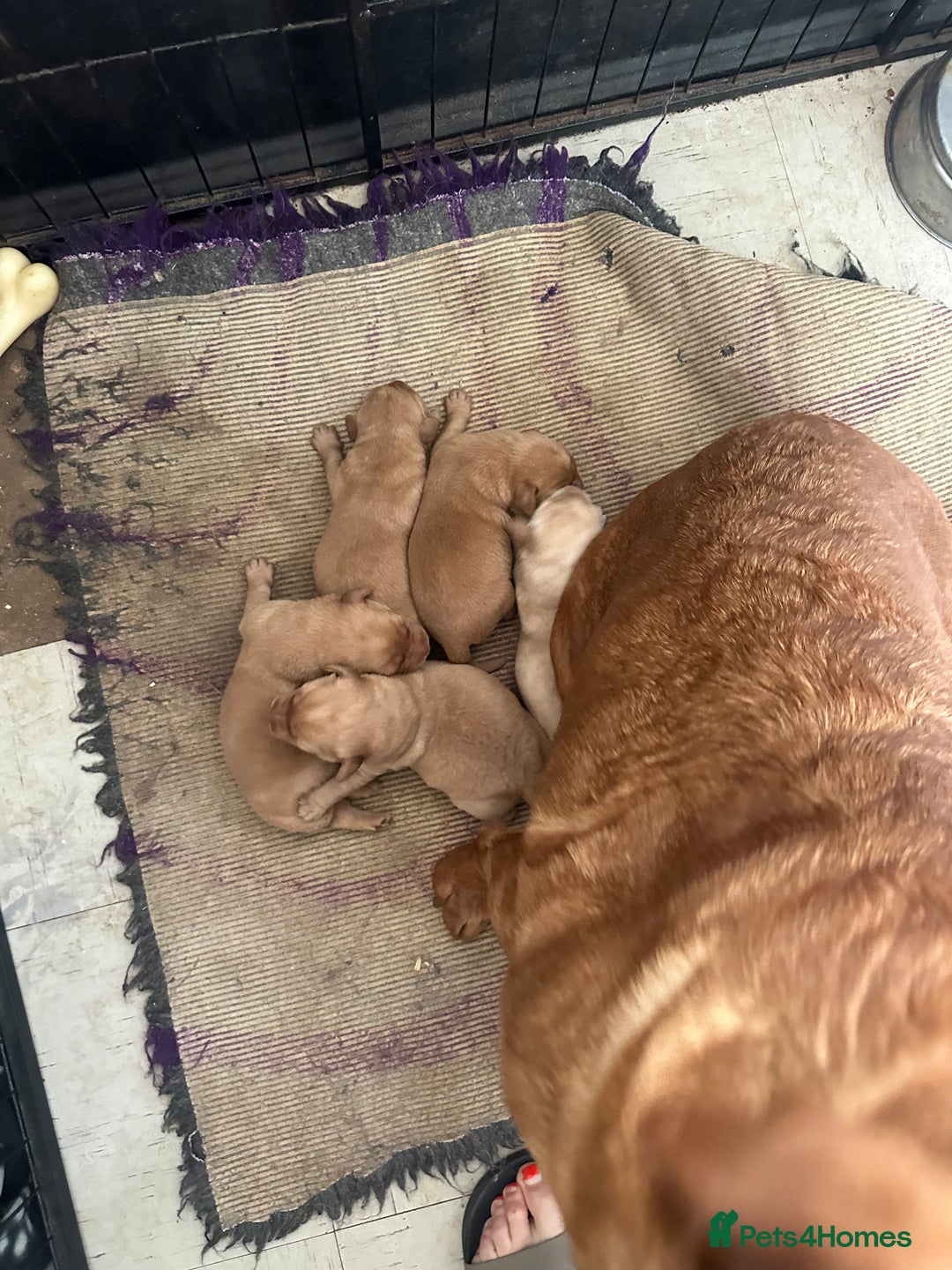 Labrador Retriever dogs for sale: Labrador puppies ready now  - Image 6