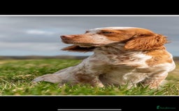 Cocker Spaniel dogs for sale: Working Cocker spaniel puppies  - Image 12