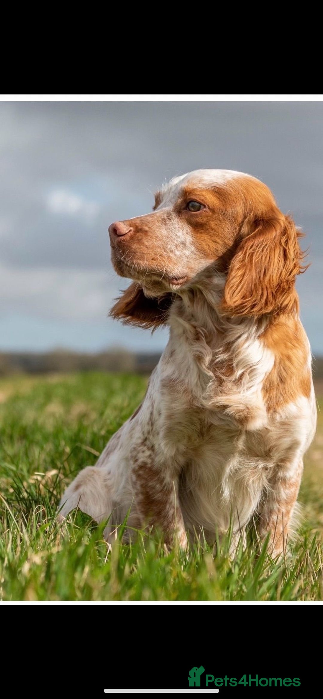 Cocker Spaniel dogs for sale: Working Cocker spaniel puppies  - Image 12
