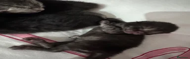 Female 2
