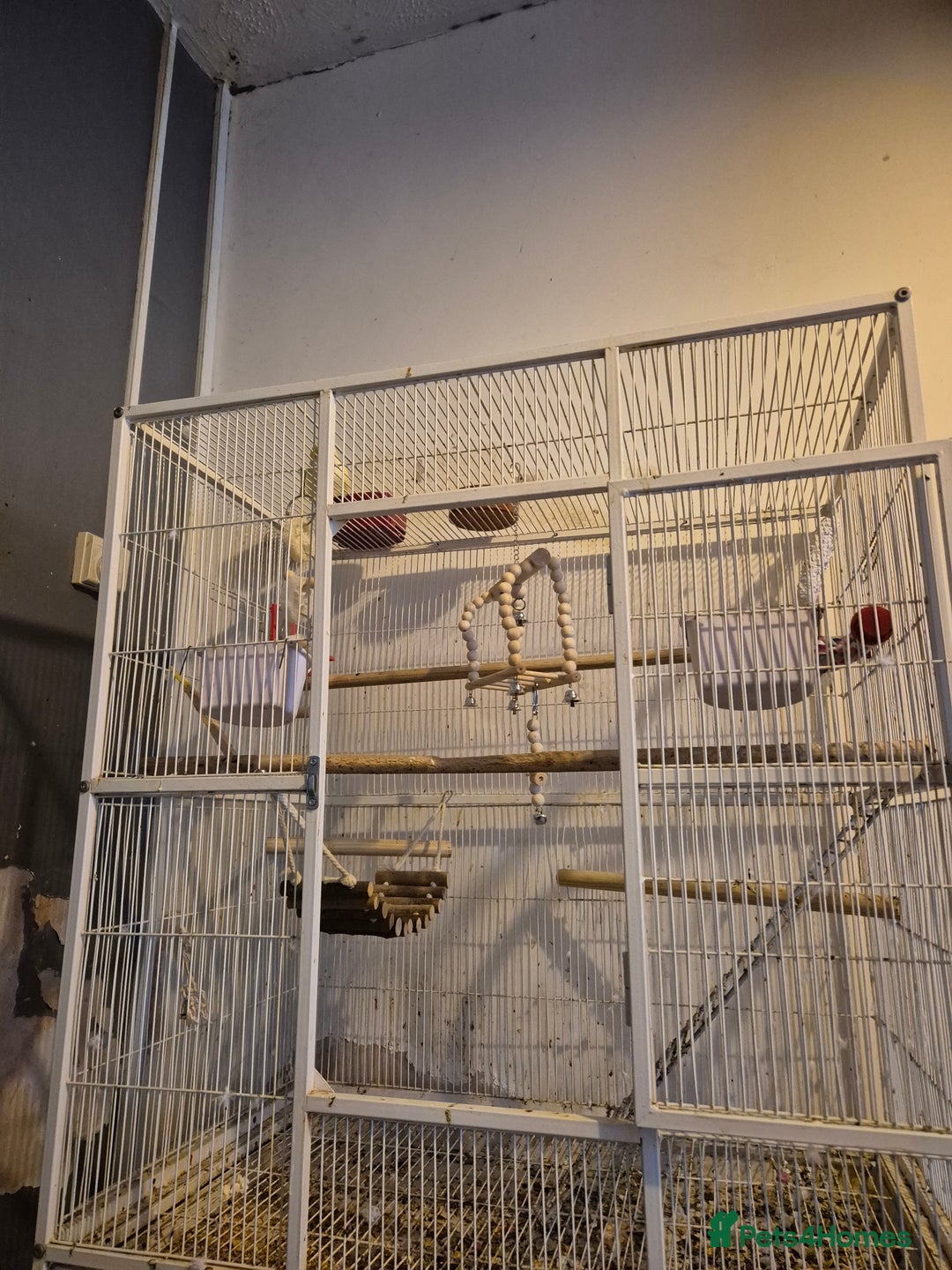 Parakeets birds for sale: Lutino quaker with fullsetup - Advert 2