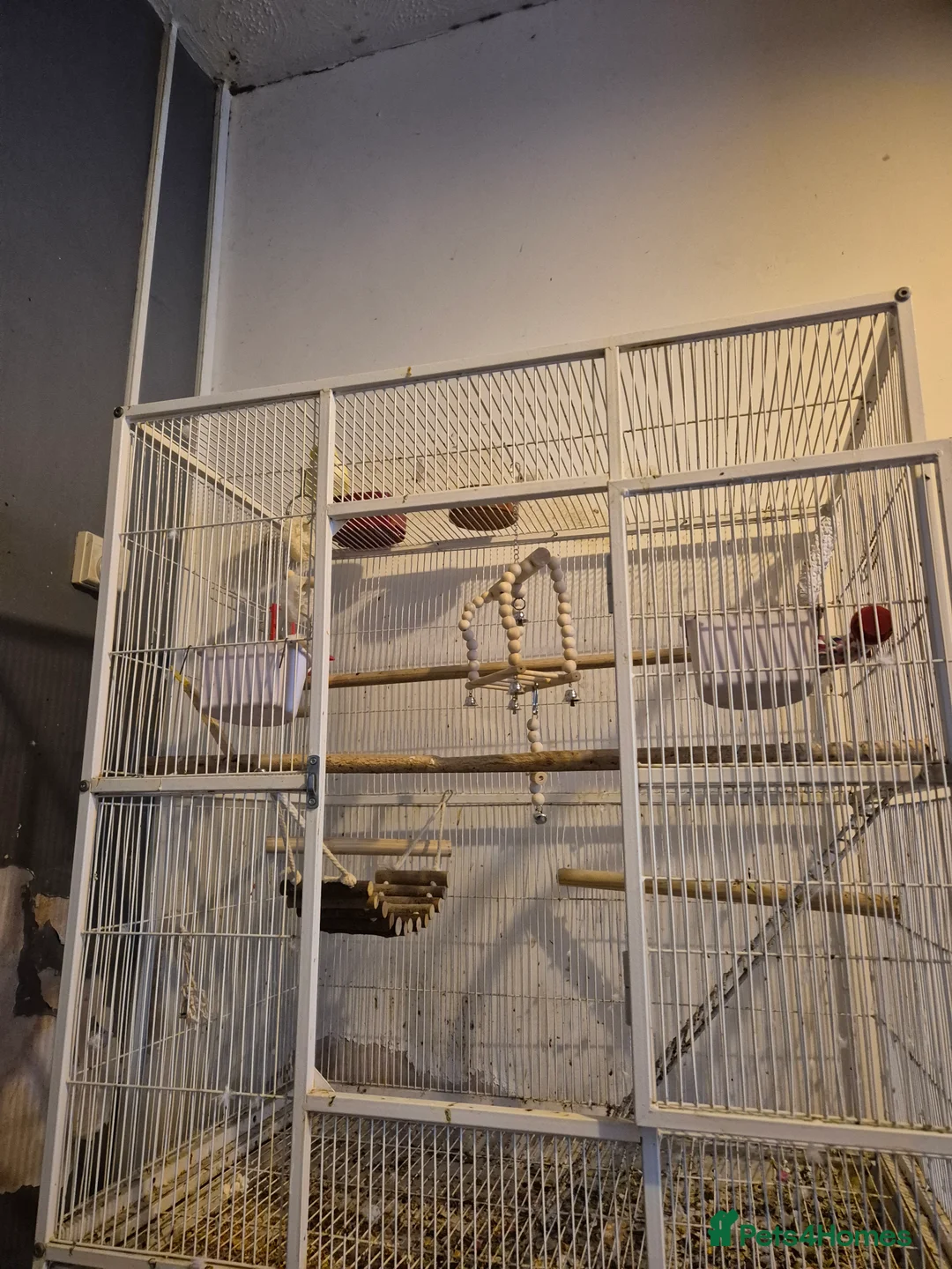 Parakeets birds for sale: Lutino quaker with fullsetup - Advert 2