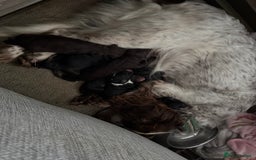 Cockapoo dogs for sale: Miniature f1 Cockapoos puppies - Advert 26