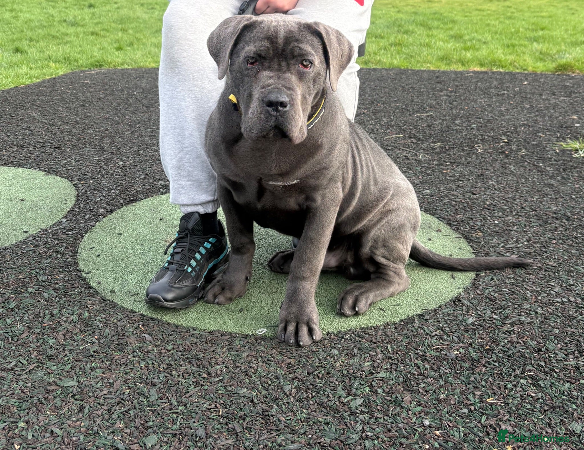 Cane Corso dogs KOBA Strajano Cereberus Cane Corso 9months old - Advert 8