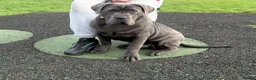 Cane Corso dogs for sale: KOBA Strajano Cereberus Cane Corso 9months old in Nottingham - Advert 1