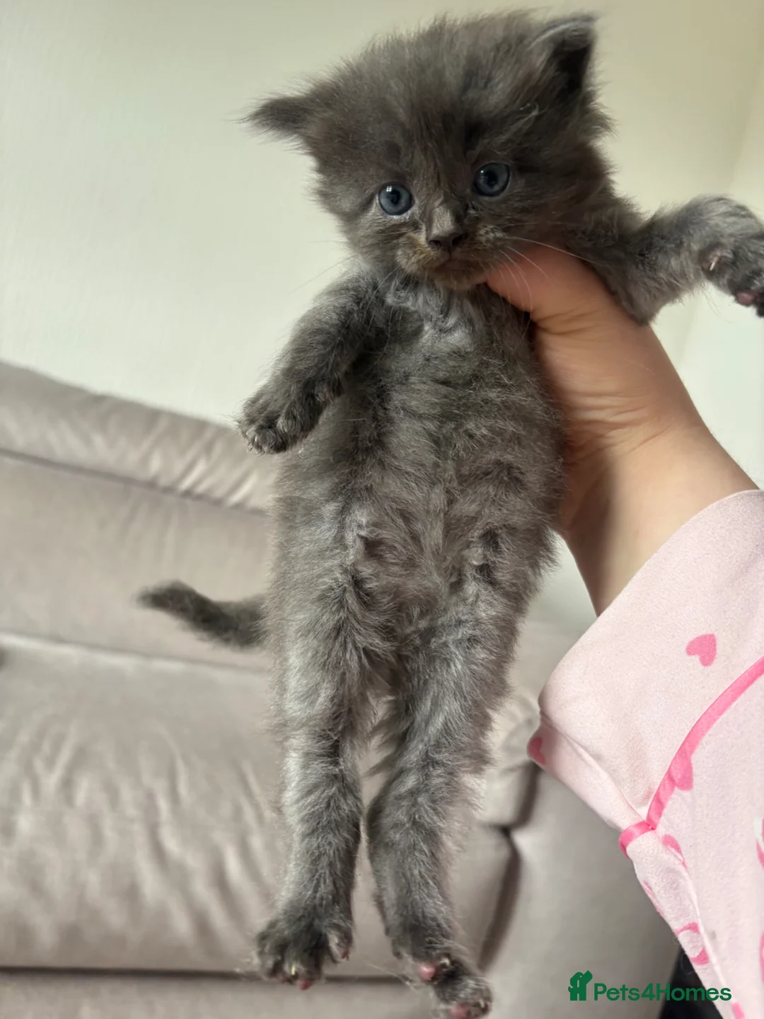 Maine Coon cats for sale: (Gone pending collection)  - Advert 19