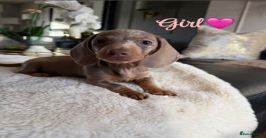 Miniature Dachshund dogs - Advert 10