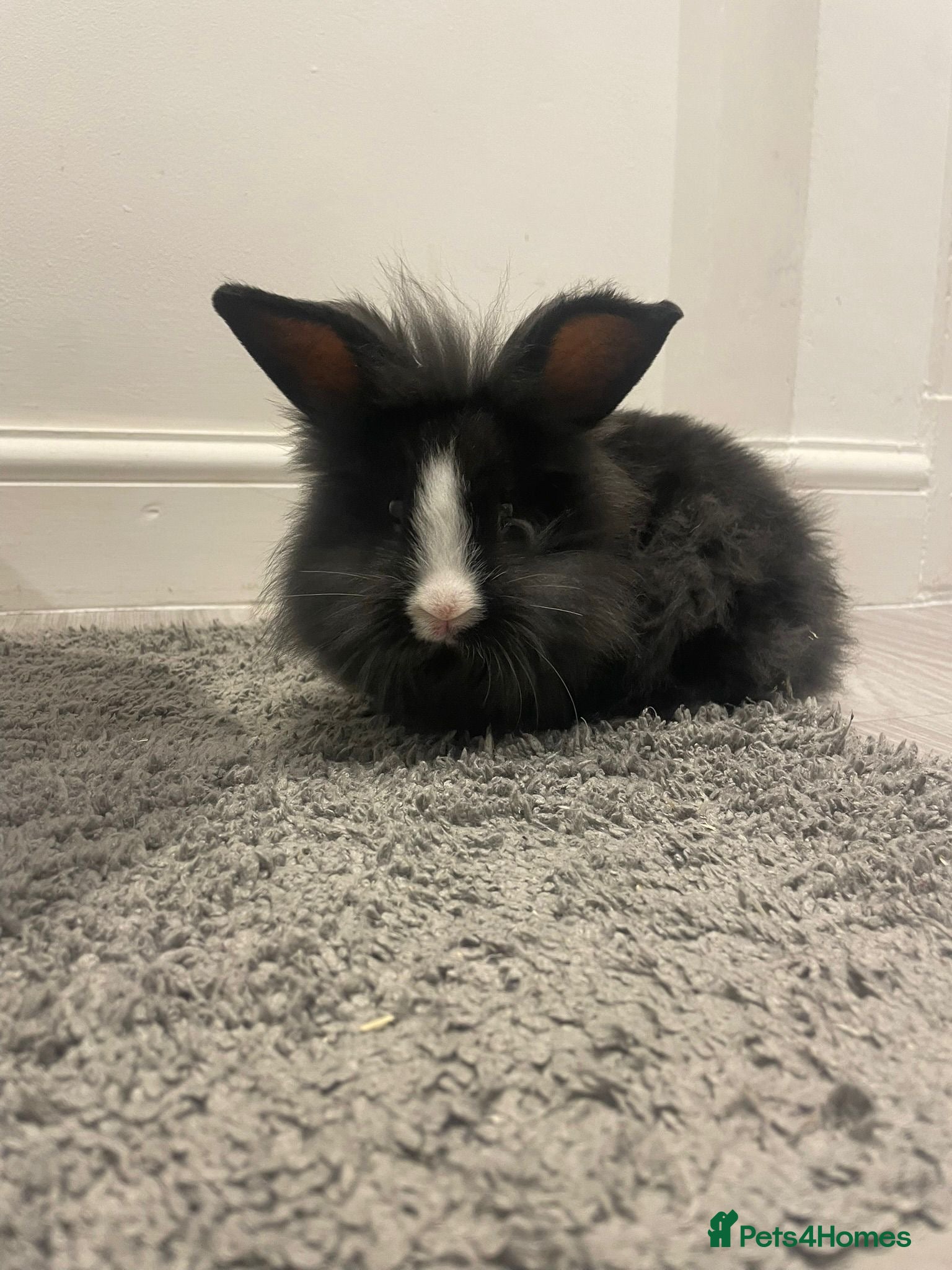 Lionhead rabbits lionhead and netherlands dwarf - Advert 1