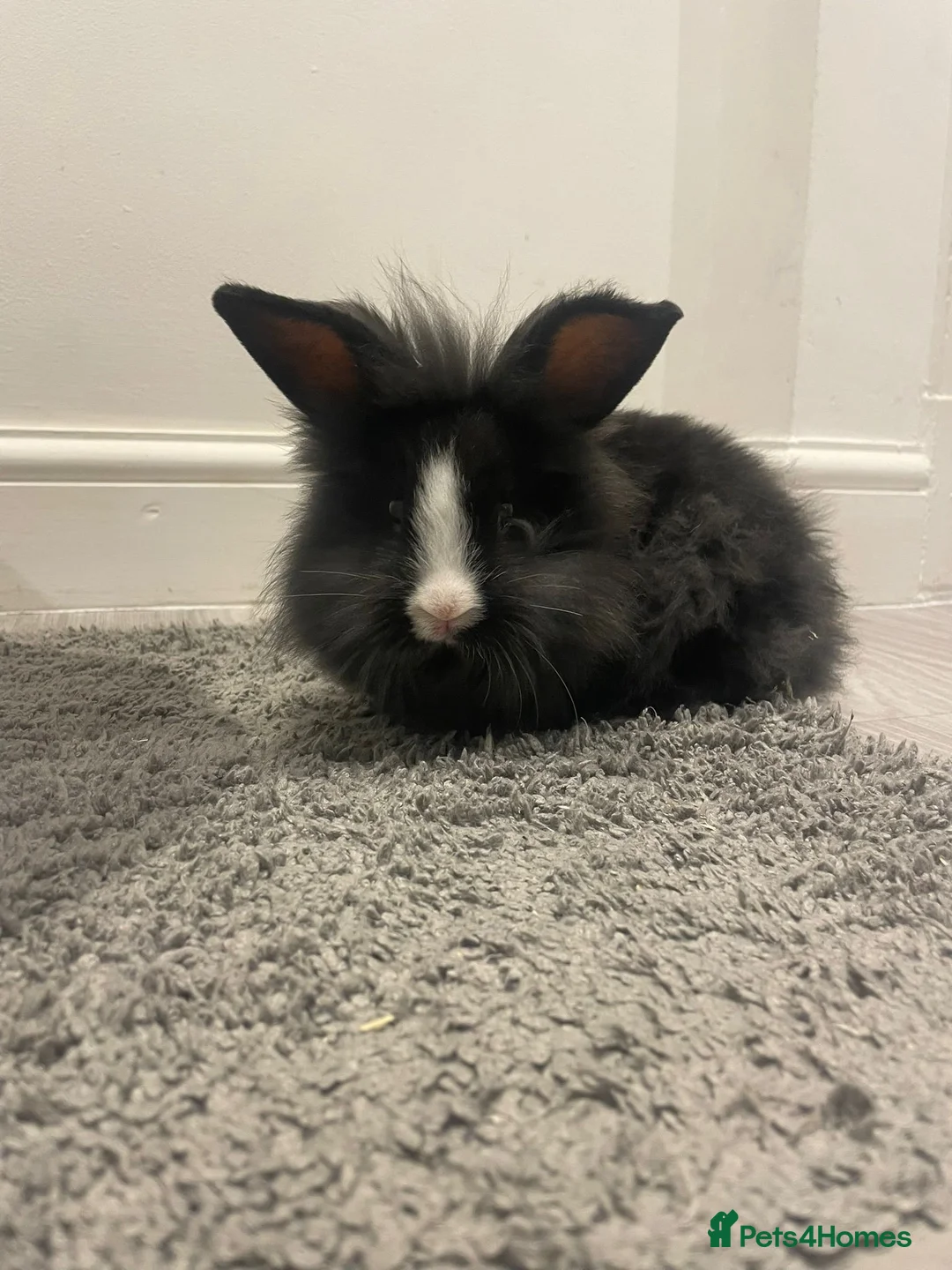 Lionhead rabbits for sale: lionhead and netherlands dwarf in Leicester - Advert 1