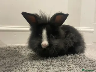 Lionhead rabbits lionhead and netherlands dwarf - Advert 10