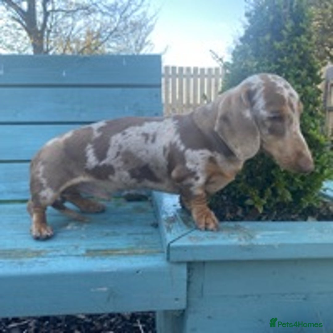 Dachshund dogs for stud: Minature Choc Cream & Tan Dapple (Blue & Pied) in Doncaster - Image 5