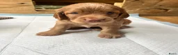 Cocker Spaniel dogs for sale: Working cocker spaniel puppies  - Advert 11
