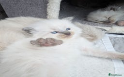 Ragdoll cats for sale: Ragdoll - home reared kittens - Image 21