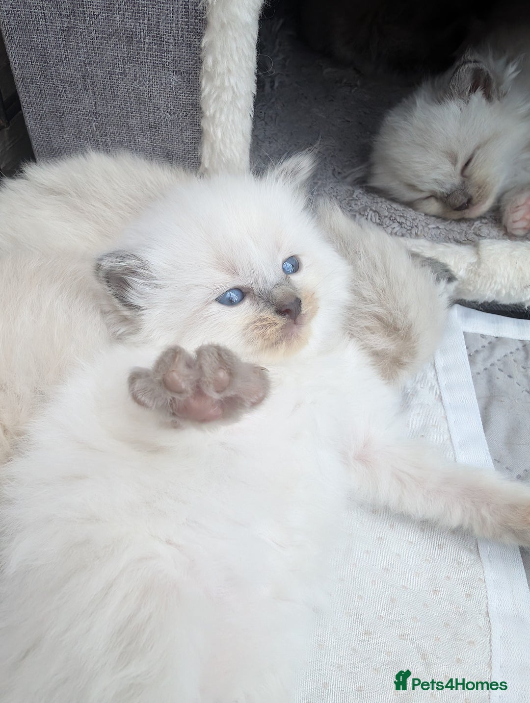 Ragdoll cats for sale: Ragdoll - home reared kittens - Image 21