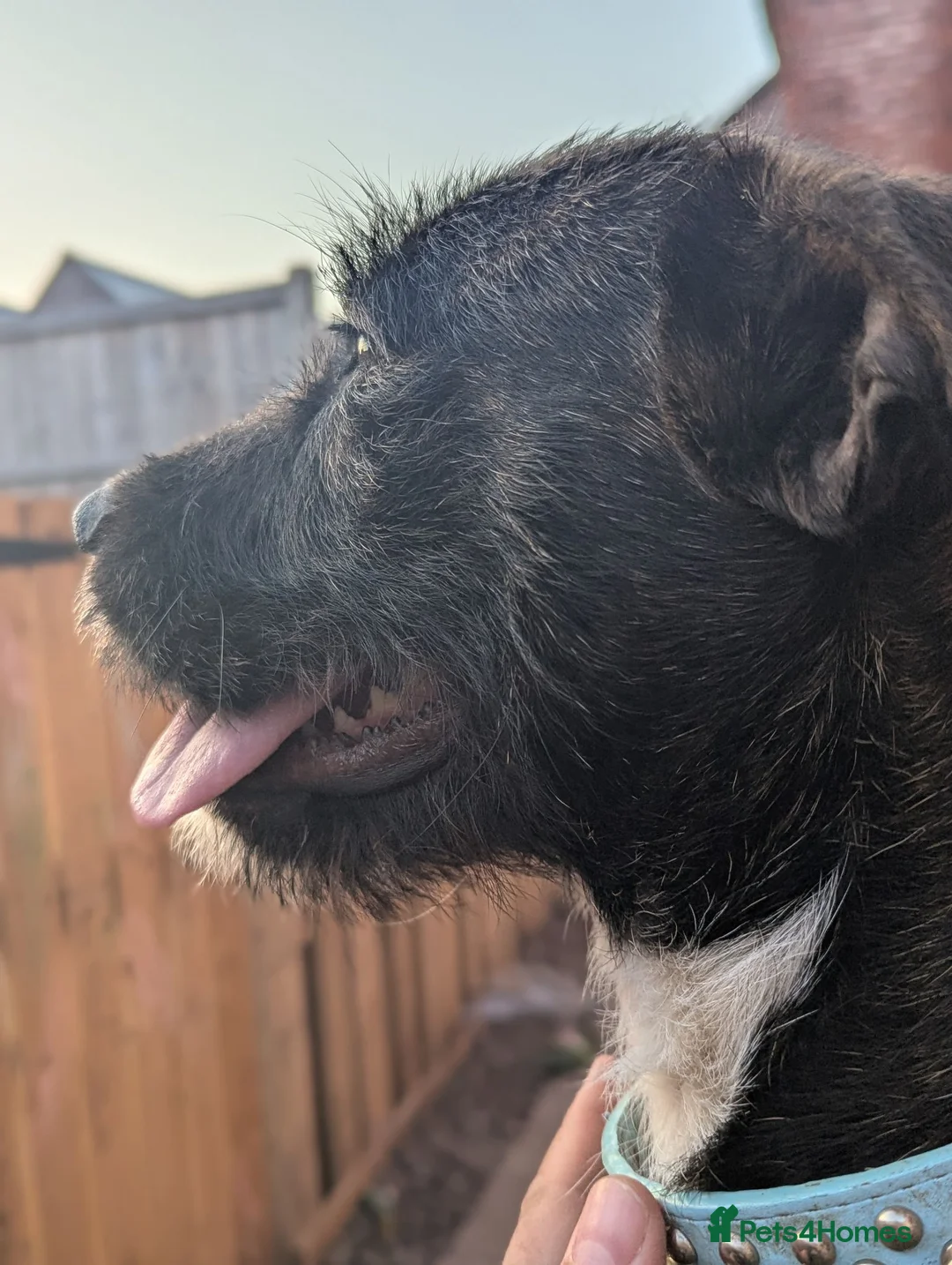 Mixed Breed dogs for sale: Poppy ❤️ Needs A New Home  - Advert 2