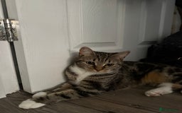 Domestic Shorthair cats for sale: Sister cats  - Image 4