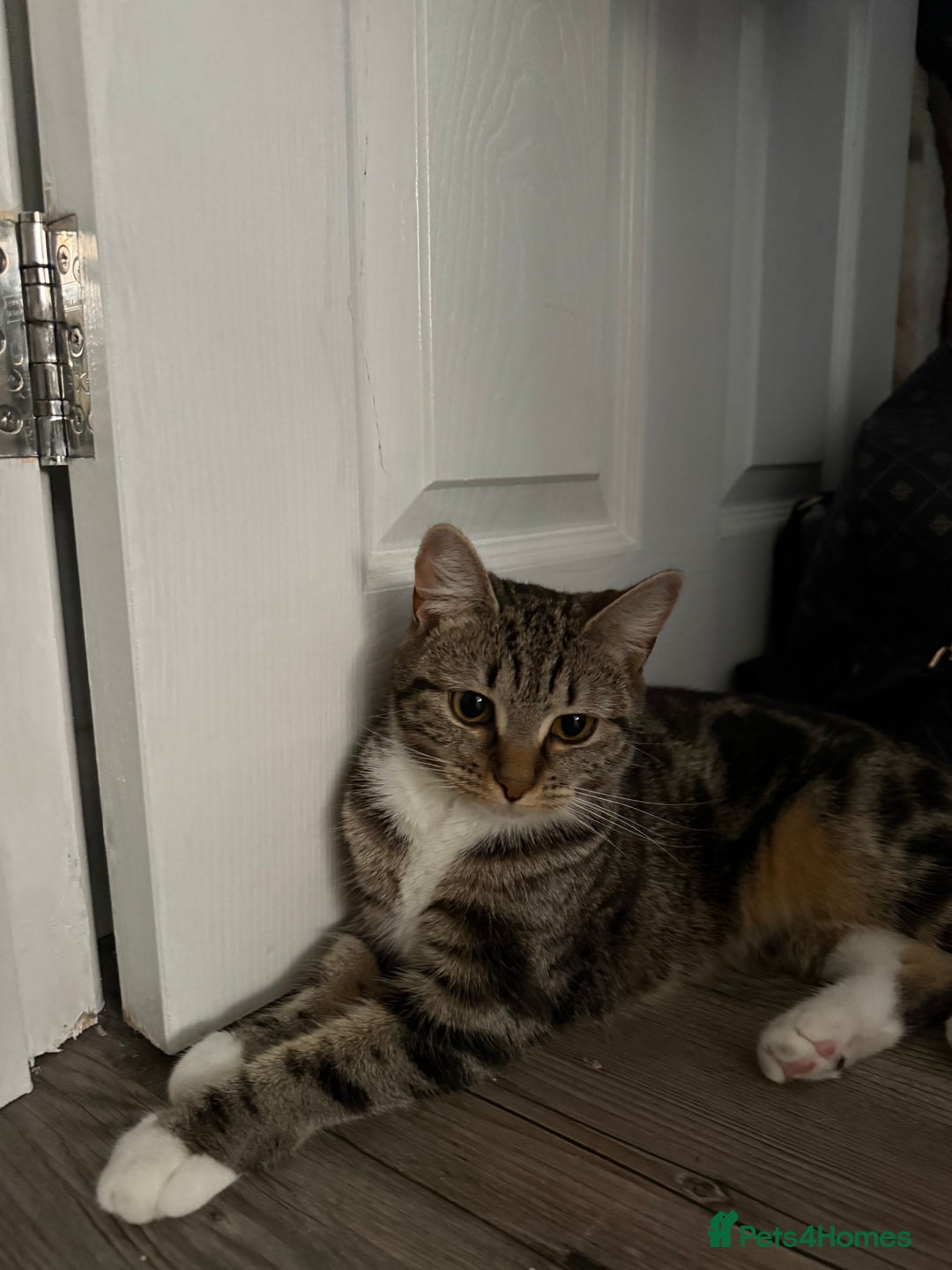Domestic Shorthair cats for sale: Sister cats  - Image 4
