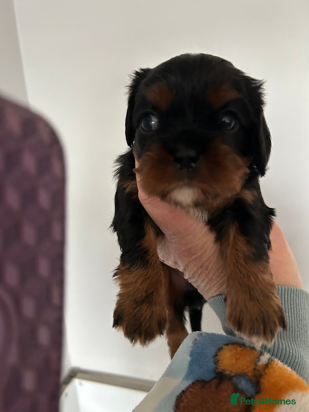 Cavalier King Charles Spaniel dogs for sale: Health tested pups - Advert 3