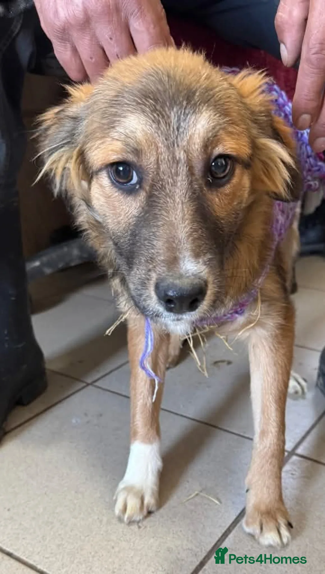 Mixed Breed dogs for adoption: Meet Twix, currently residing in Cheshire  in Nantwich - Advert 1