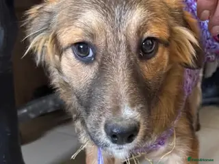 Mixed Breed dogs Meet Twix, currently residing in Cheshire - Advert 1