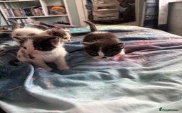 Ragdoll cats for sale: Ragdoll cross  - Image 14